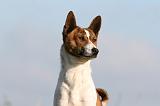 BASENJI 038